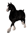 canter.gif